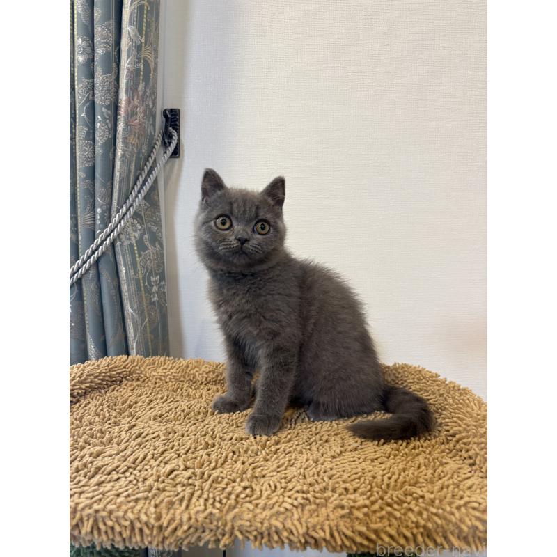 商談中の静岡県のブリティッシュショートヘア-139731の2枚目