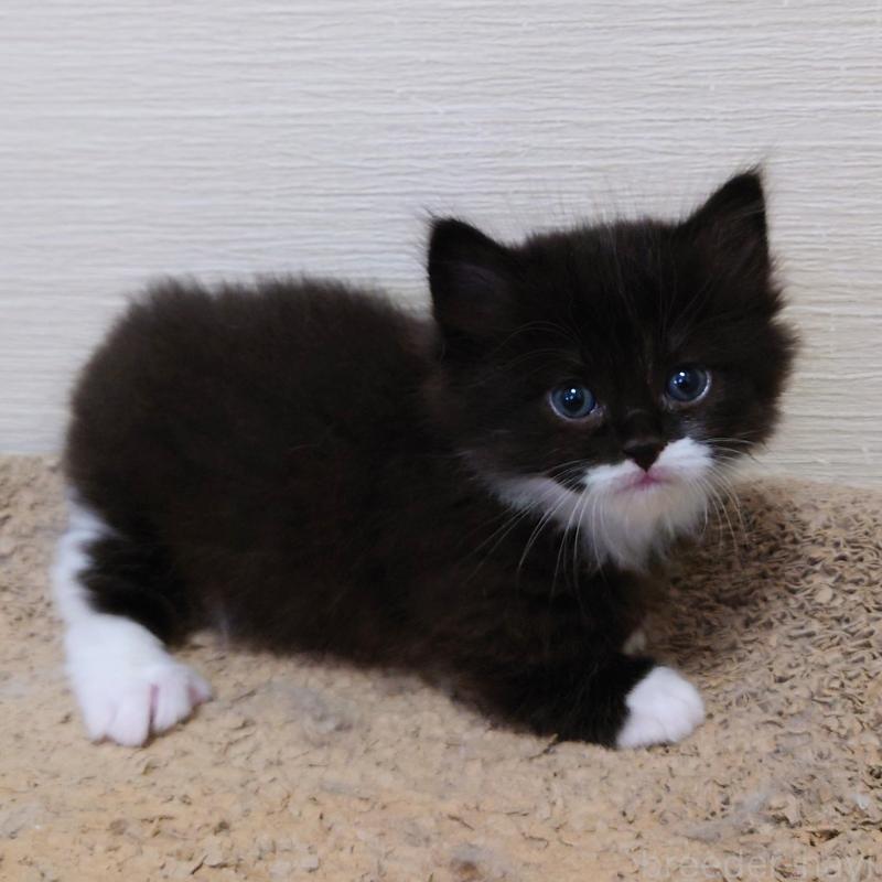 商談中の埼玉県のミヌエット(短足)-138823