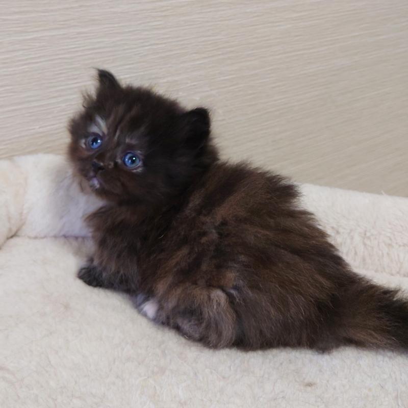 販売中の埼玉県のミヌエット(短足)-138828