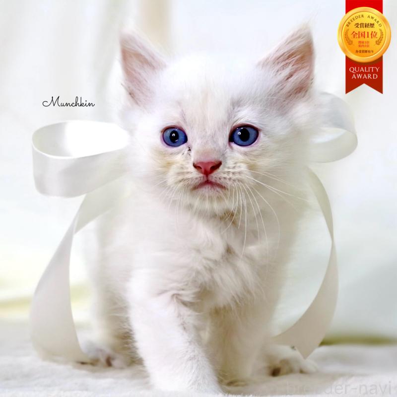 販売中の栃木県のマンチカン-138871