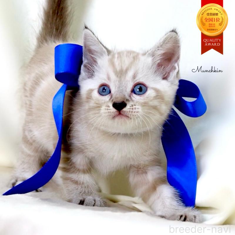 販売中の栃木県のマンチカン-138870