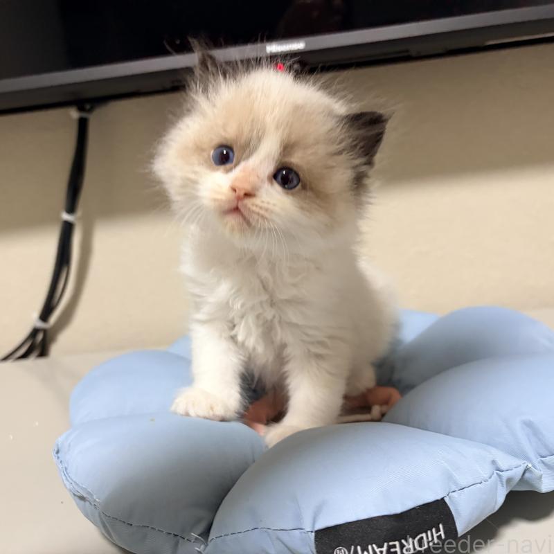 販売中の岐阜県のラグドール-139734