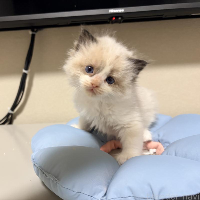 販売中の岐阜県のラグドール-139734の6枚目