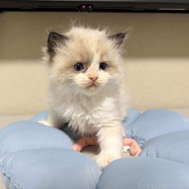 販売中の岐阜県のラグドール-139734の5枚目