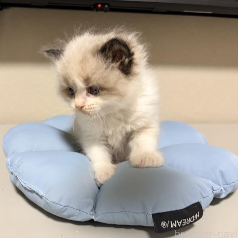 販売中の岐阜県のラグドール-139734の3枚目