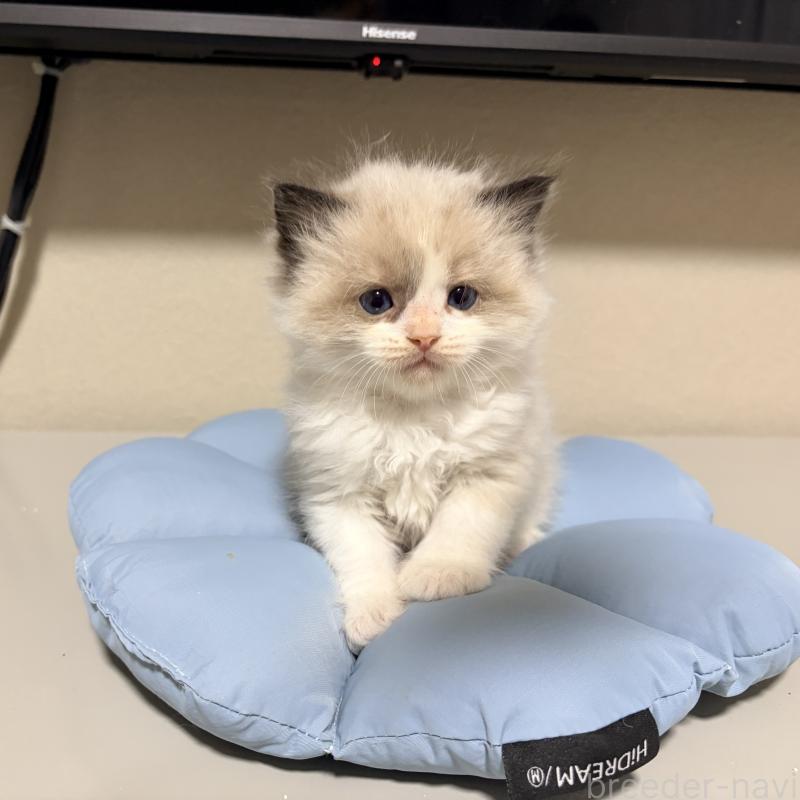 販売中の岐阜県のラグドール-139734の2枚目