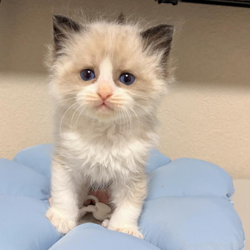 販売中の岐阜県のラグドール-139735の1枚目