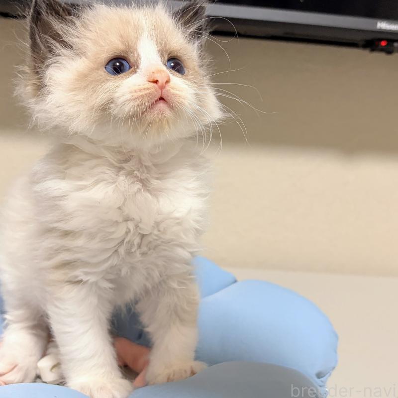 販売中の岐阜県のラグドール-139735の4枚目