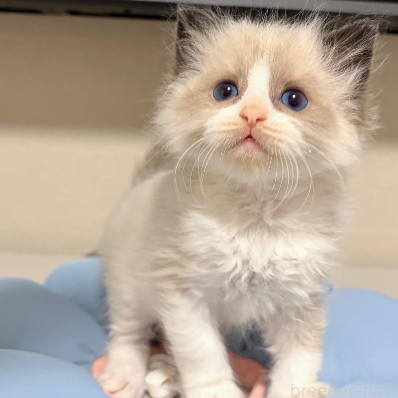 販売中の岐阜県のラグドール-139735の3枚目