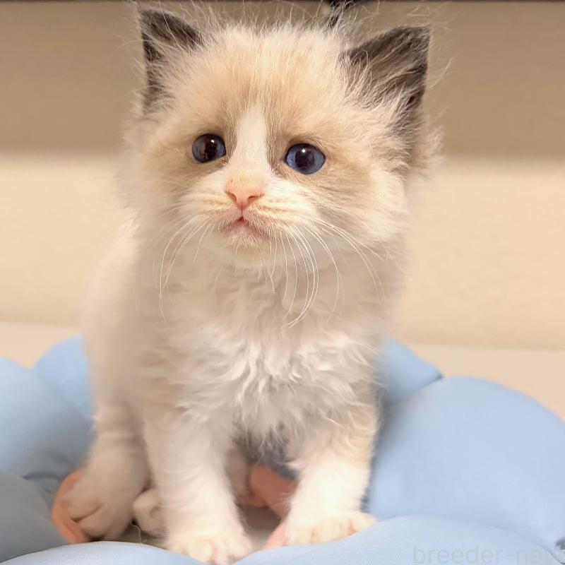 販売中の岐阜県のラグドール-139735の2枚目