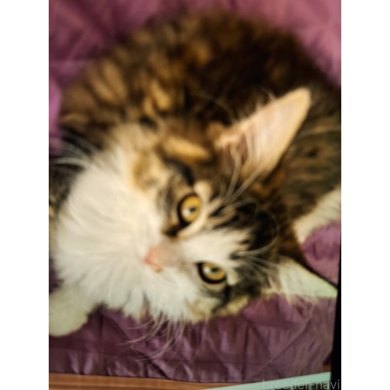 ブルーちゃんちゃん1枚目