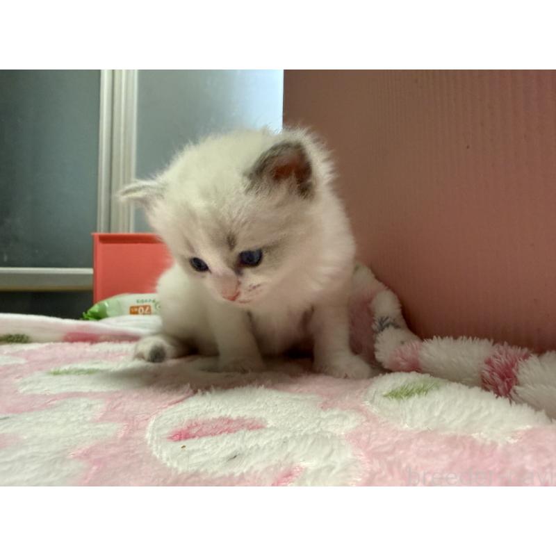 販売中の愛知県のラグドール-139736の9枚目