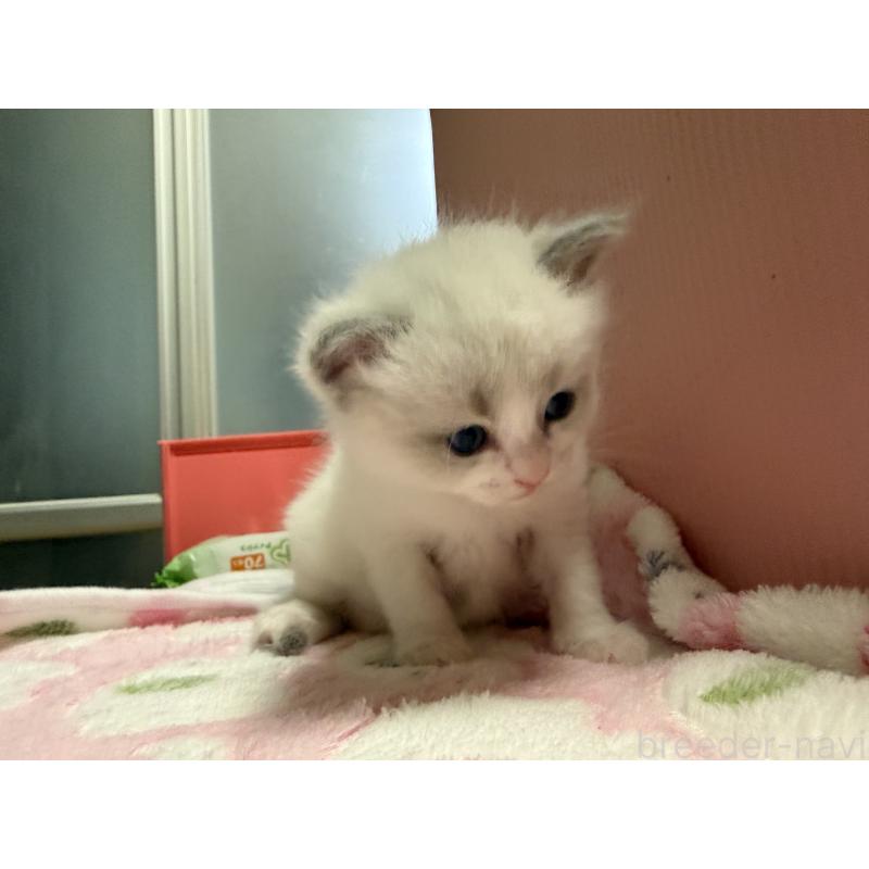 販売中の愛知県のラグドール-139736の8枚目