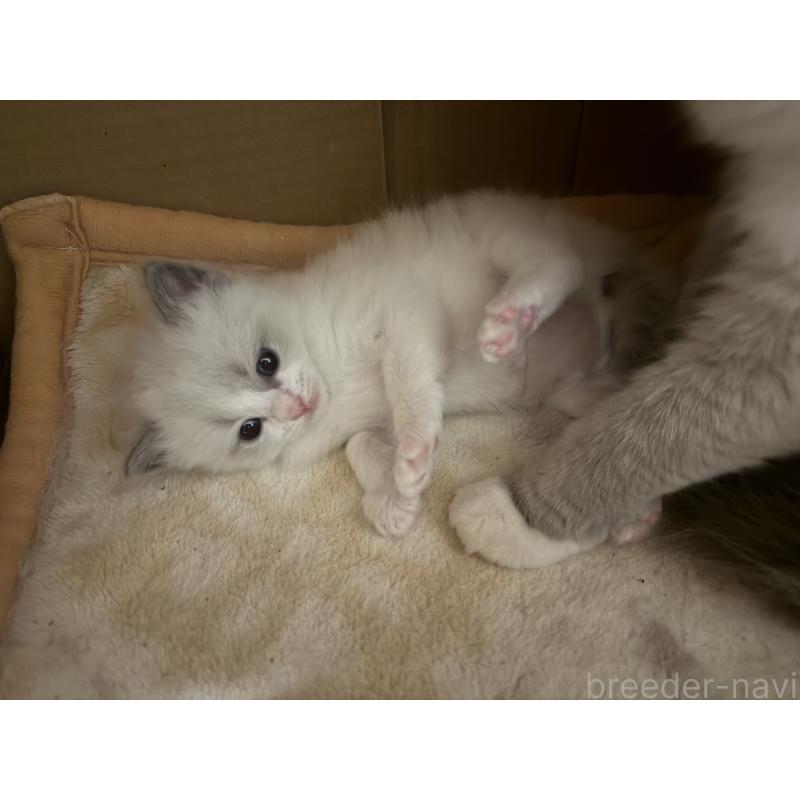 販売中の愛知県のラグドール-139736の7枚目