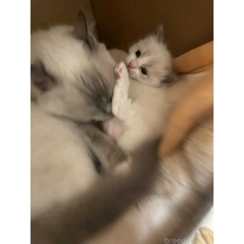 販売中の愛知県のラグドール-139736の6枚目