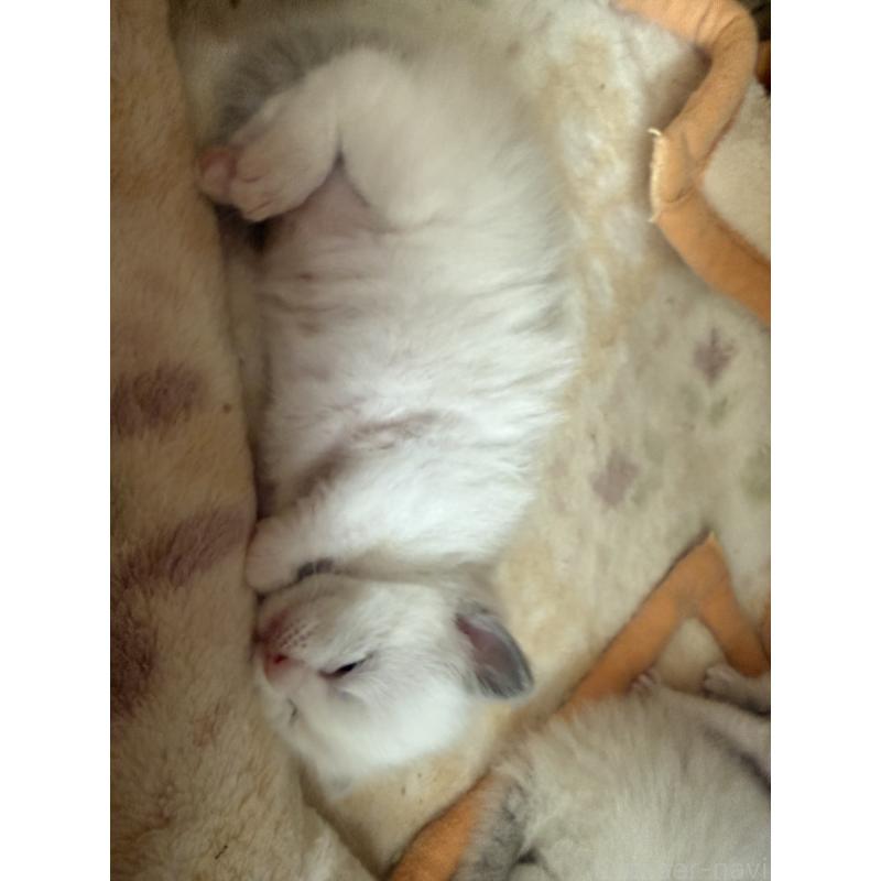 販売中の愛知県のラグドール-139736の4枚目