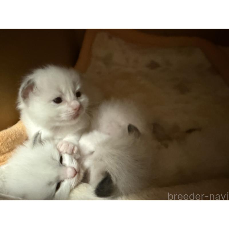 販売中の愛知県のラグドール-139736の3枚目