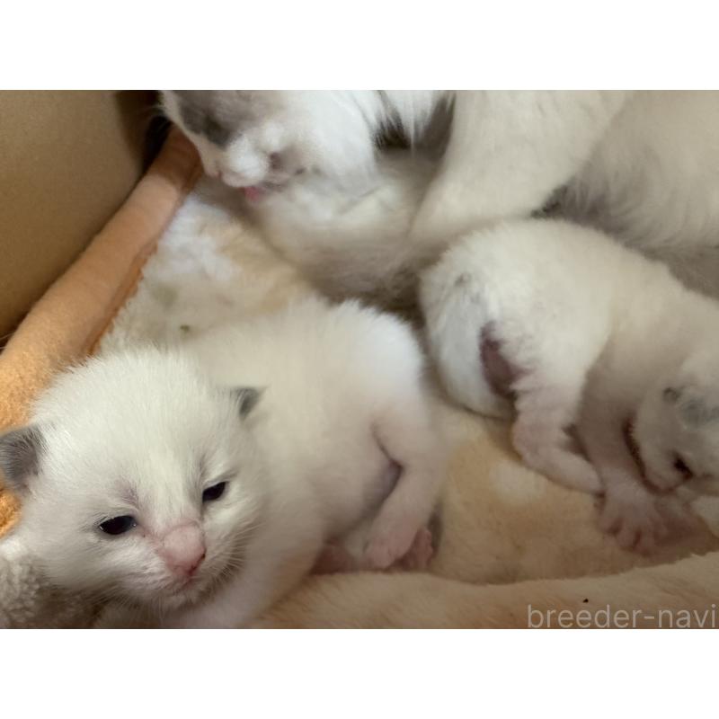 販売中の愛知県のラグドール-139736の2枚目