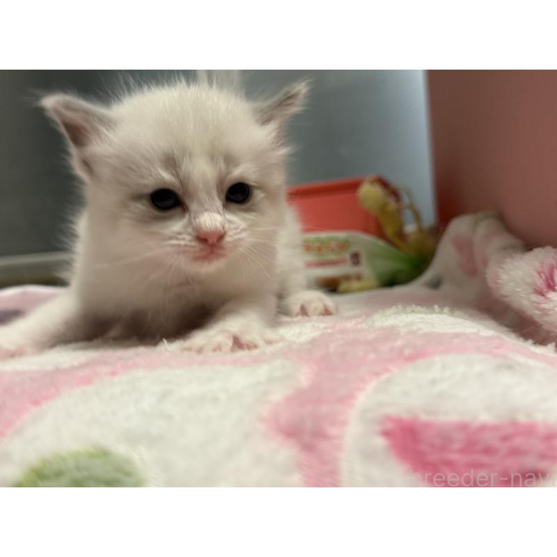 販売中の愛知県のラグドール-139737の7枚目