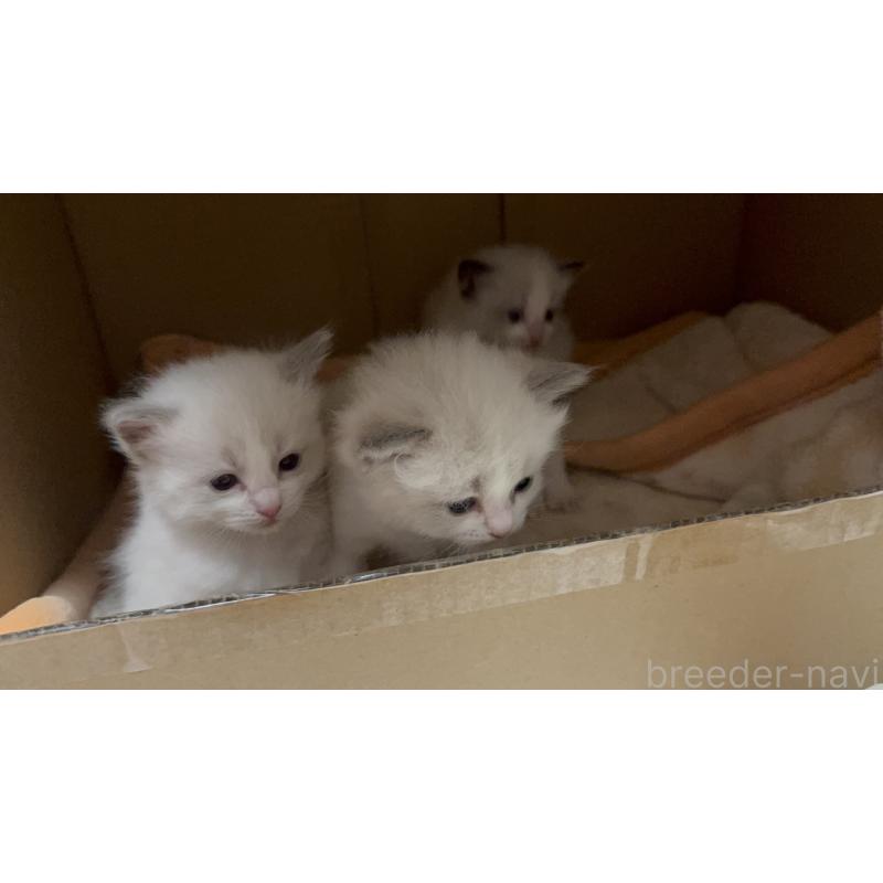 販売中の愛知県のラグドール-139737の6枚目