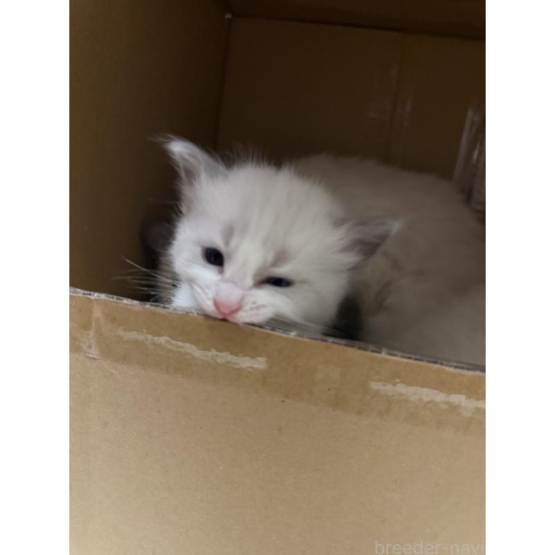 販売中の愛知県のラグドール-139737の5枚目