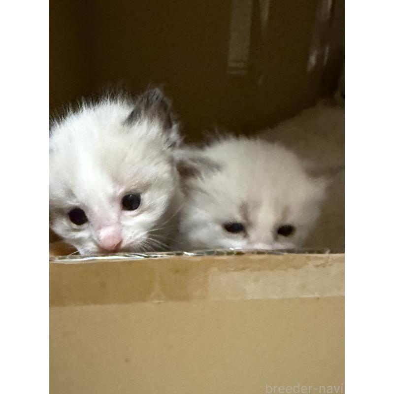 販売中の愛知県のラグドール-139737の4枚目