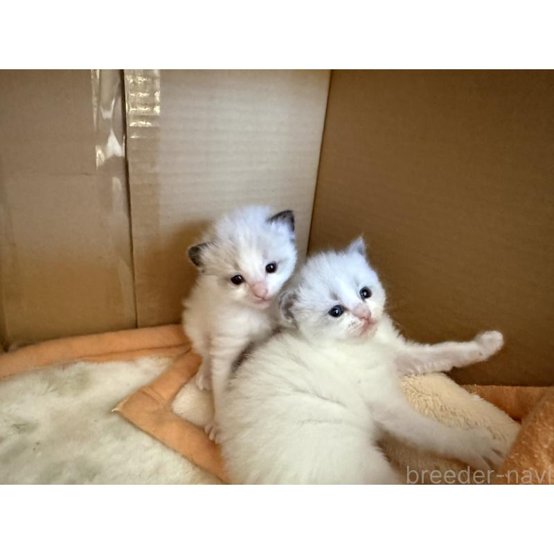 販売中の愛知県のラグドール-139737の3枚目