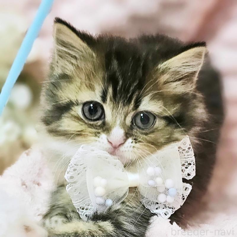 販売中の茨城県のミヌエット-139738の1枚目