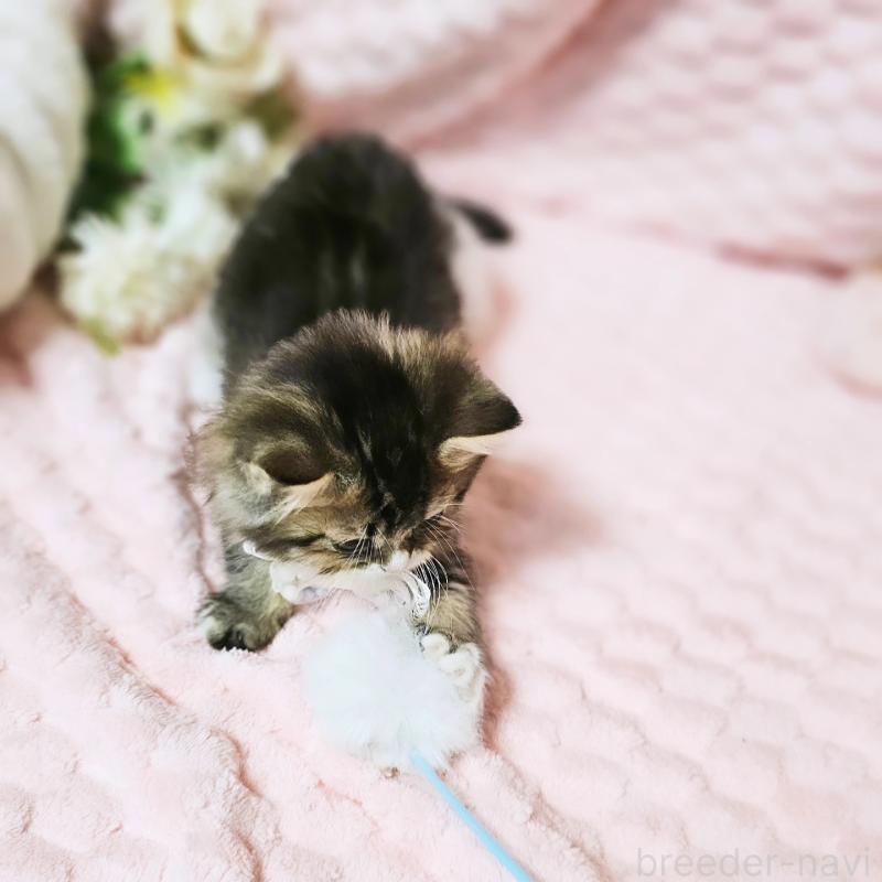 販売中の茨城県のミヌエット-139738の18枚目