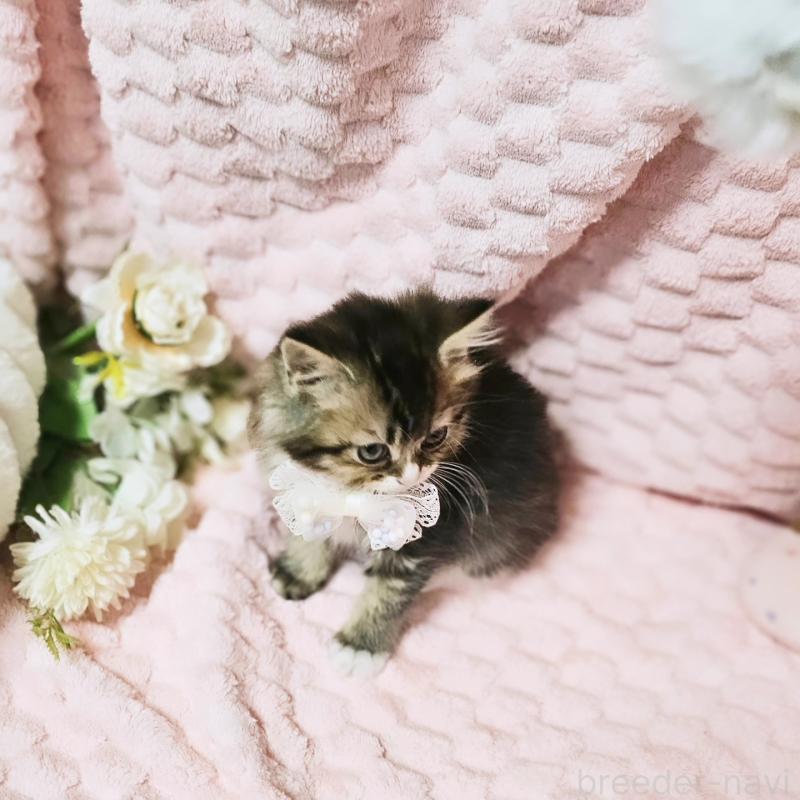 販売中の茨城県のミヌエット-139738の17枚目