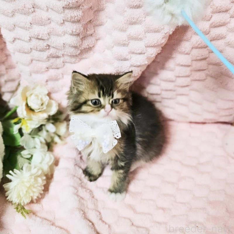 販売中の茨城県のミヌエット-139738の16枚目