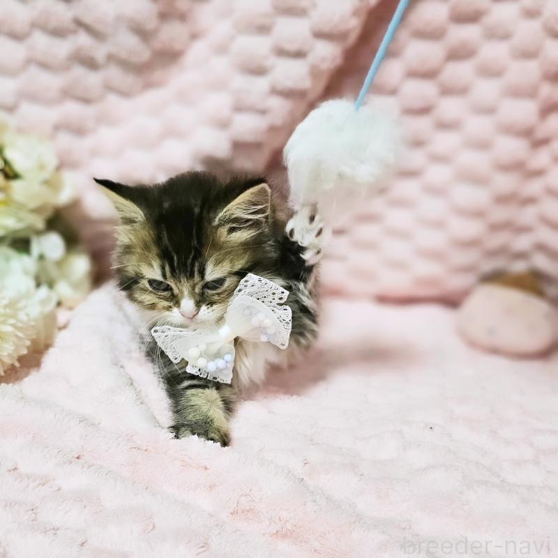 販売中の茨城県のミヌエット-139738の15枚目