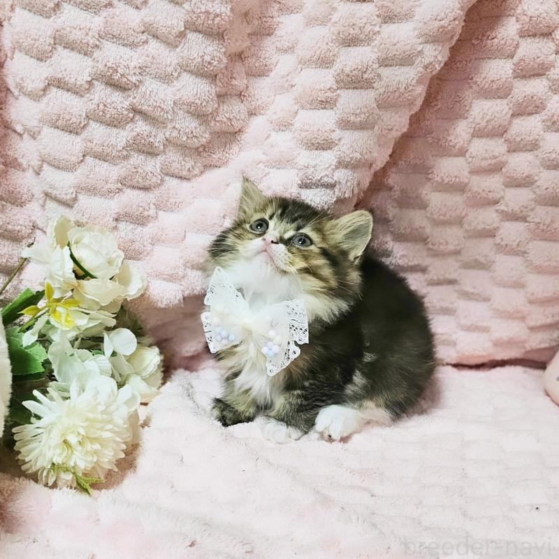 販売中の茨城県のミヌエット-139738の14枚目