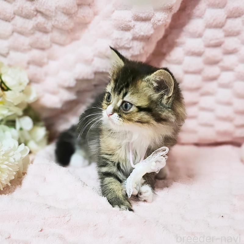 販売中の茨城県のミヌエット-139738の13枚目