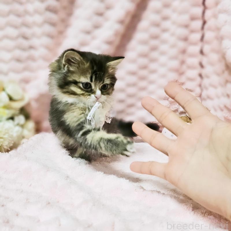 販売中の茨城県のミヌエット-139738の12枚目