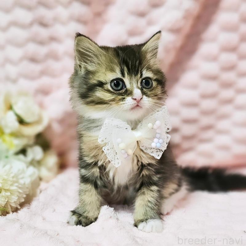 販売中の茨城県のミヌエット-139738の11枚目