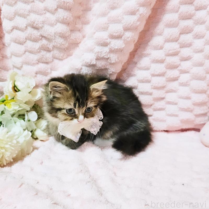 販売中の茨城県のミヌエット-139738の10枚目