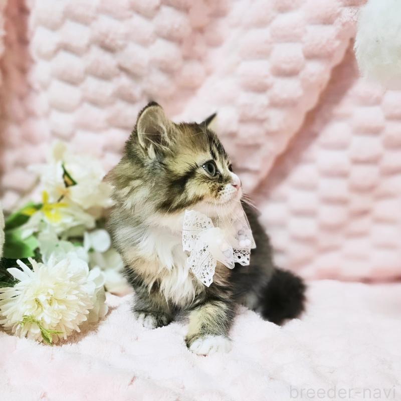 販売中の茨城県のミヌエット-139738の9枚目