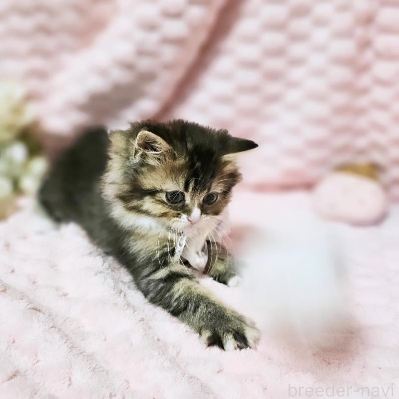 販売中の茨城県のミヌエット-139738の8枚目