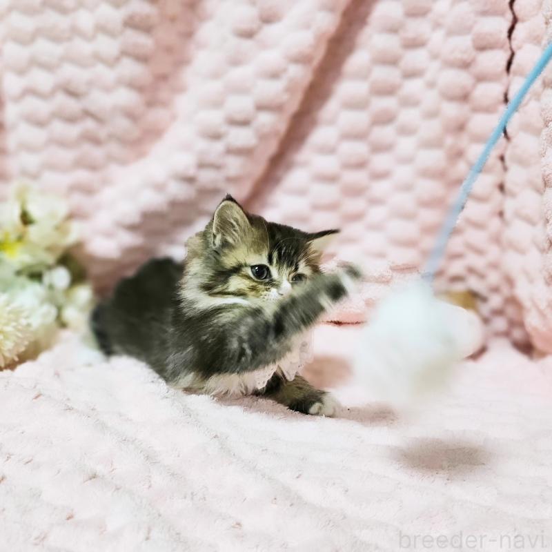 販売中の茨城県のミヌエット-139738の7枚目