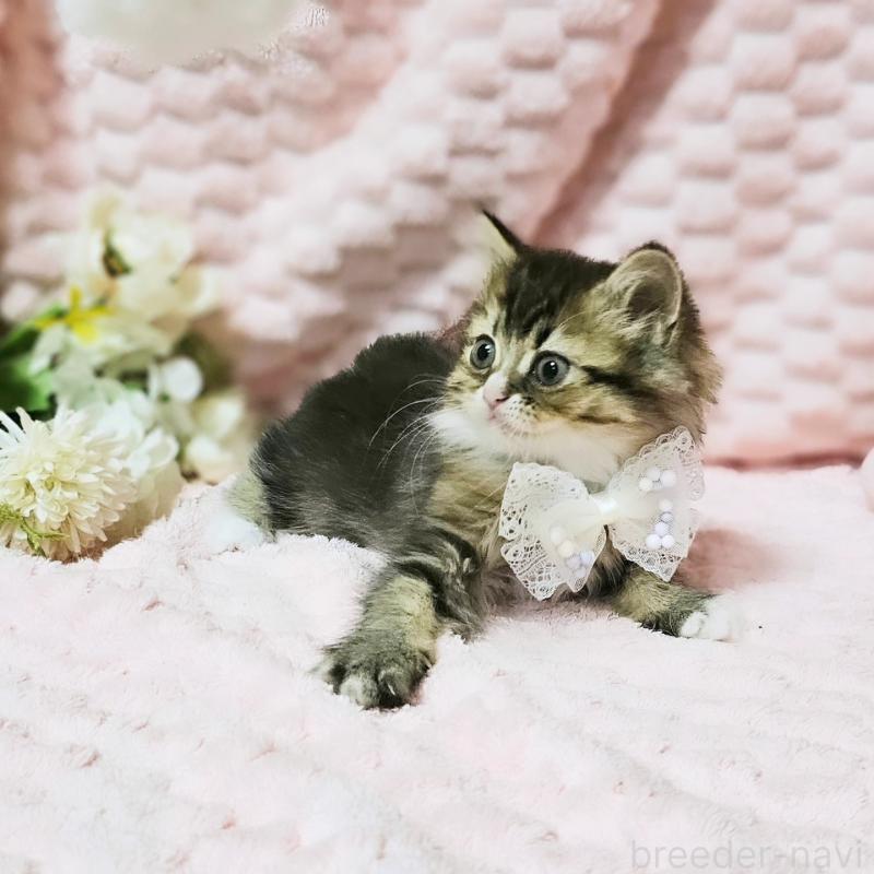 販売中の茨城県のミヌエット-139738の6枚目