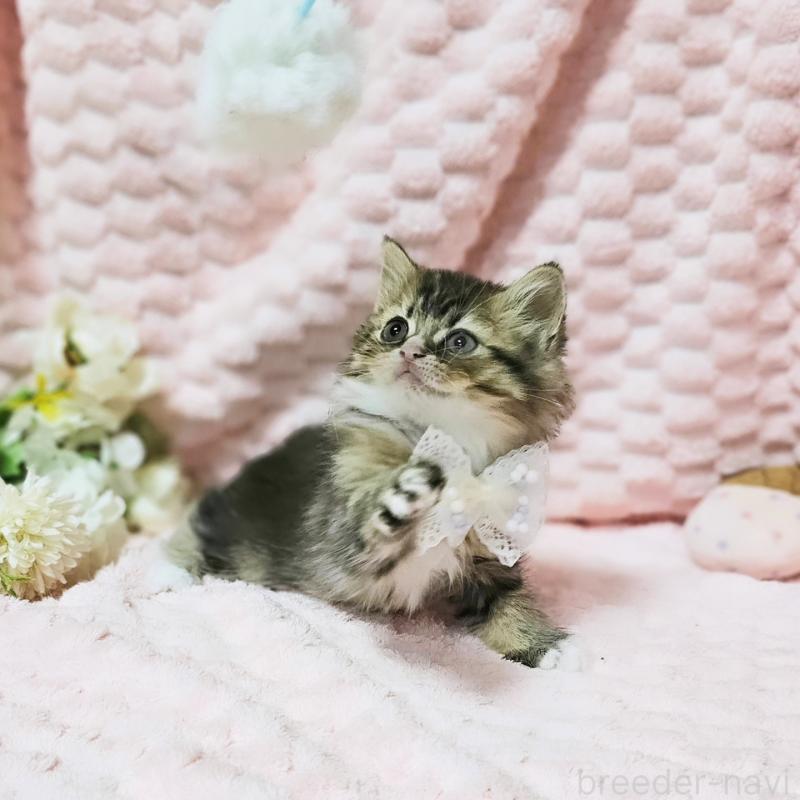 販売中の茨城県のミヌエット-139738の5枚目