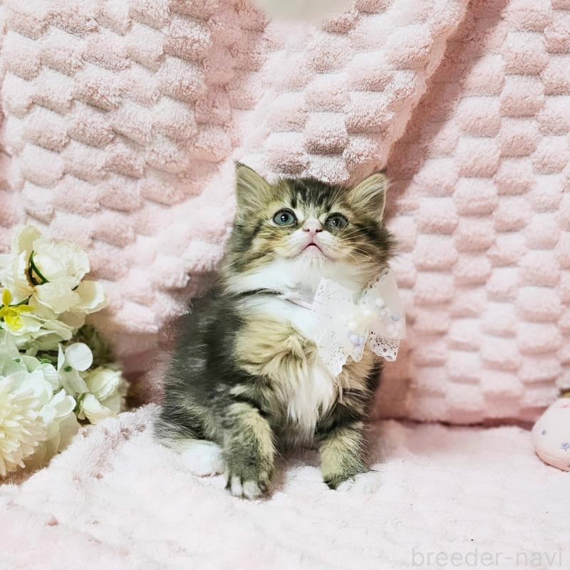 販売中の茨城県のミヌエット-139738の4枚目