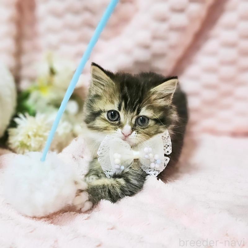 販売中の茨城県のミヌエット-139738の3枚目