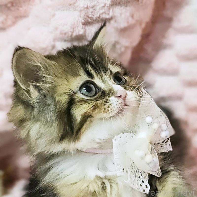 販売中の茨城県のミヌエット-139738の2枚目