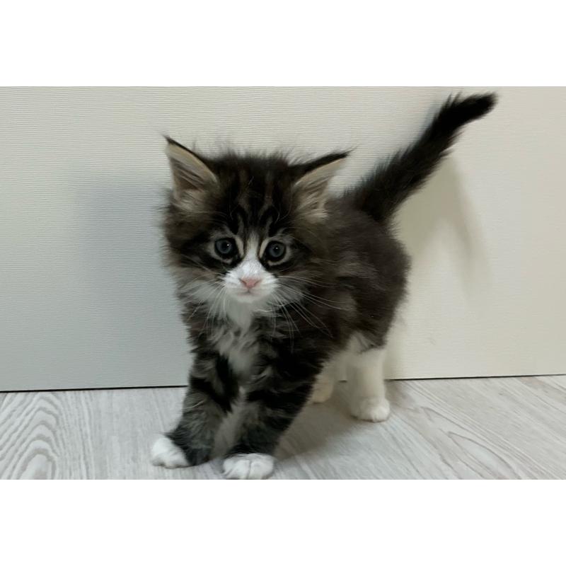 販売中の群馬県のメインクーン-139744の6枚目