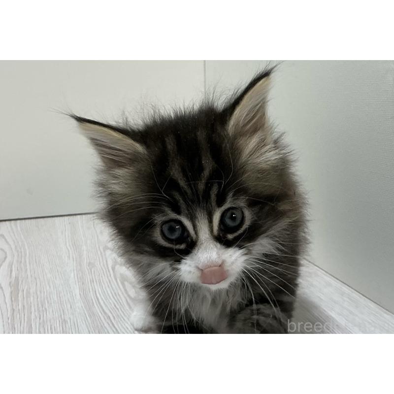 販売中の群馬県のメインクーン-139744の5枚目