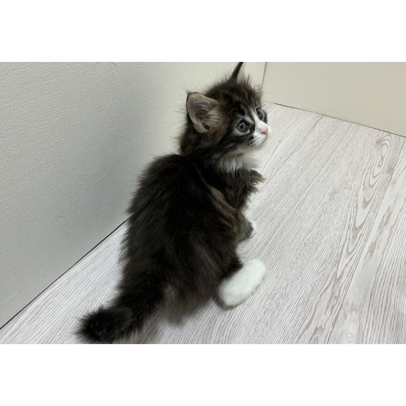 販売中の群馬県のメインクーン-139744の4枚目