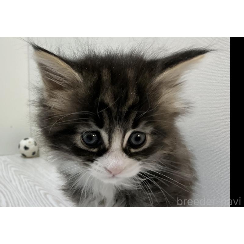 販売中の群馬県のメインクーン-139744の3枚目