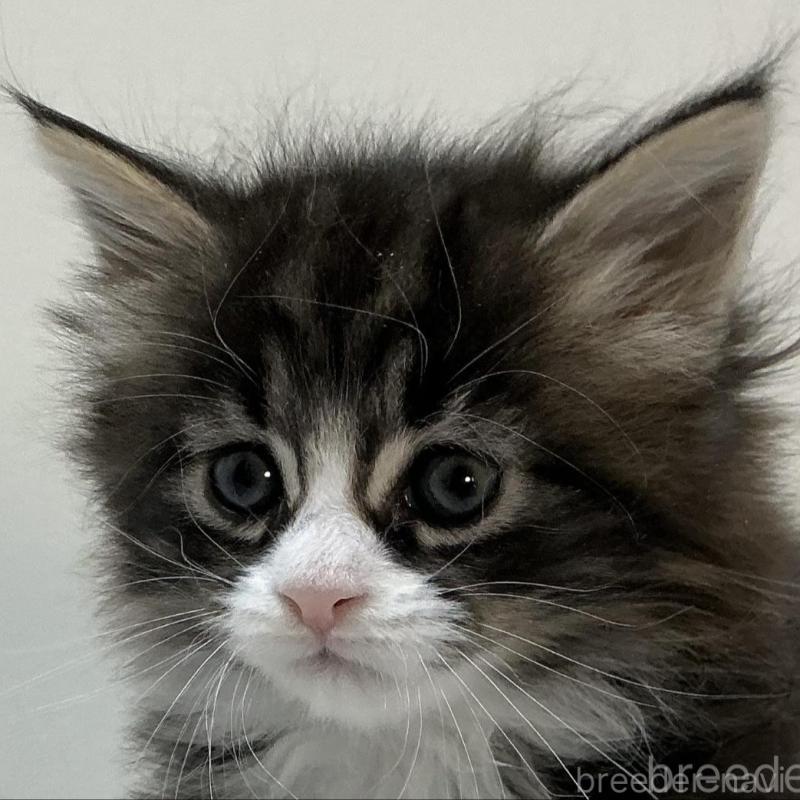 販売中の群馬県のメインクーン-139744